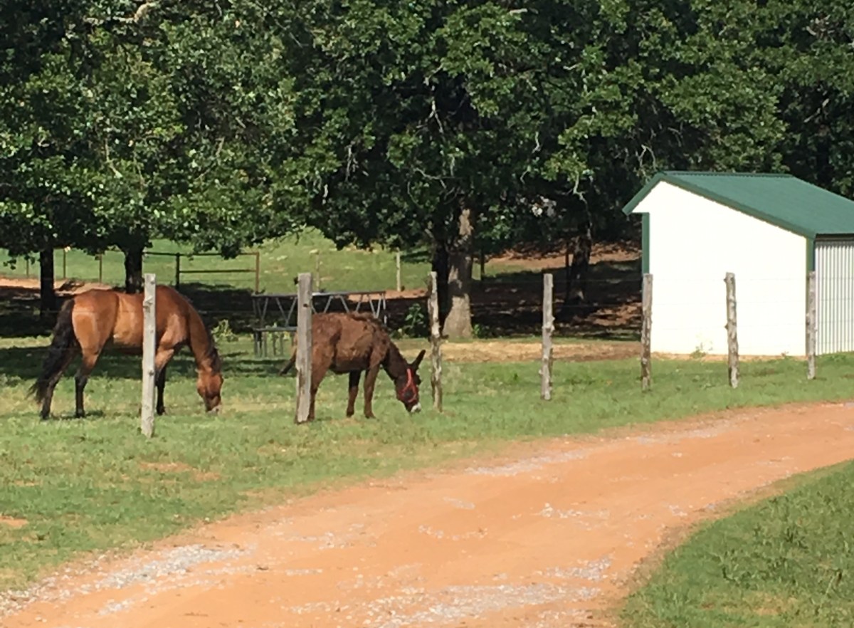 Oklahoma Equine Lien Laws Oklahoma Equine Law