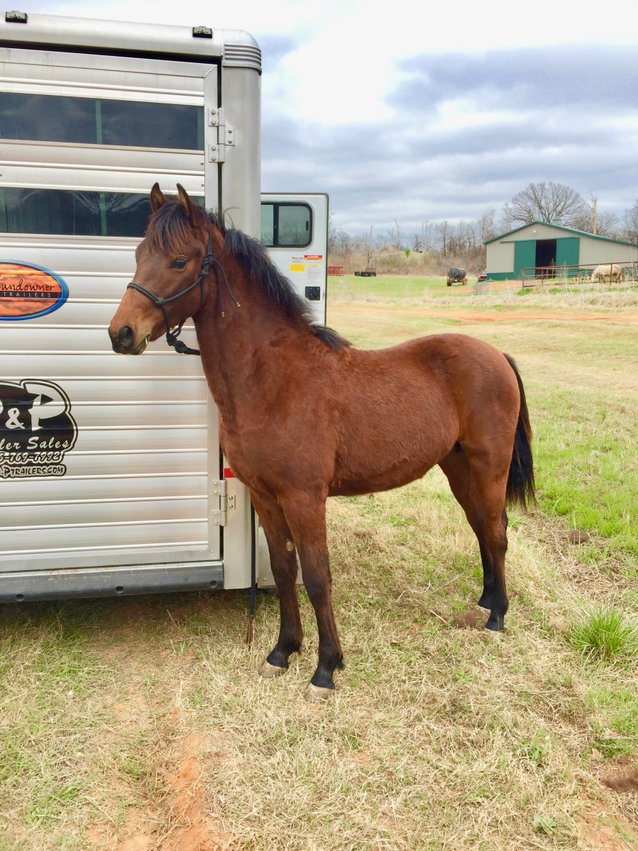 Personal Use Livestock (Horse) Trailers Must Have an ID Number